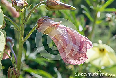 Aibika Abelmoschus manihot, budding flower Stock Photo